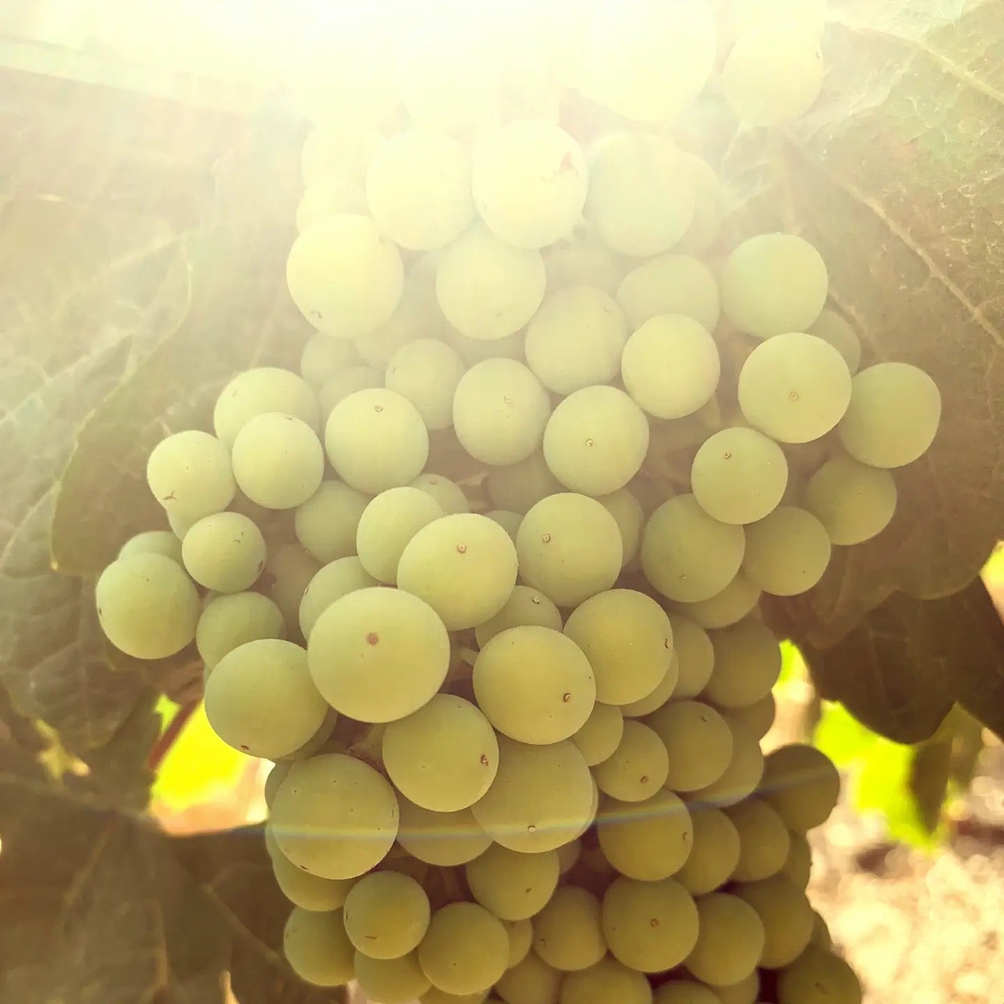 ODE – Bright Lemon