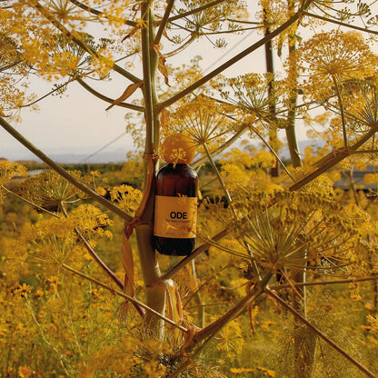 ODE – Bright Lemon